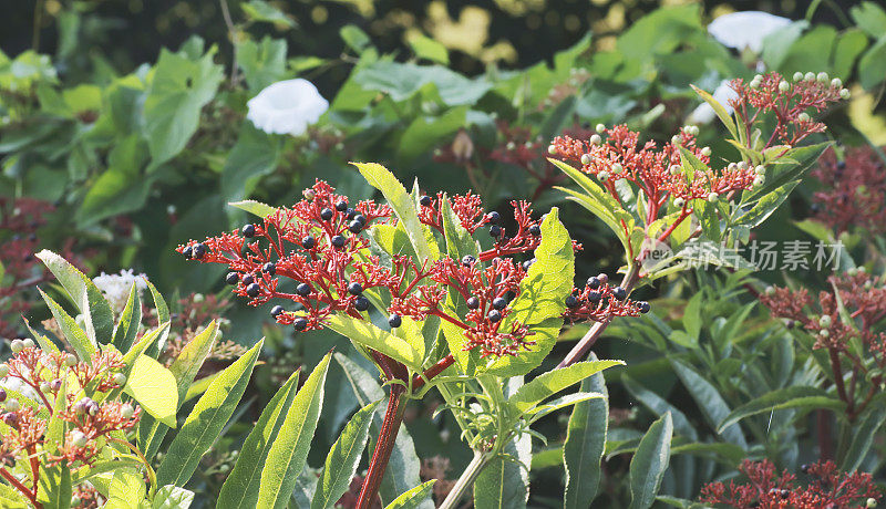 矮接骨木，丹参(Sambucus ebulus)浆果